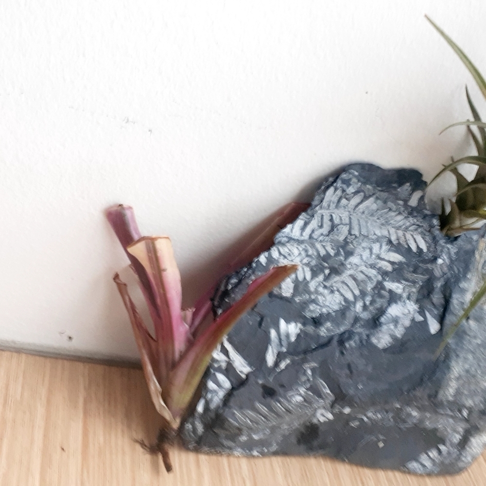 NATURE Garden ART Fossil fern slab airplant decor White Fern Frond